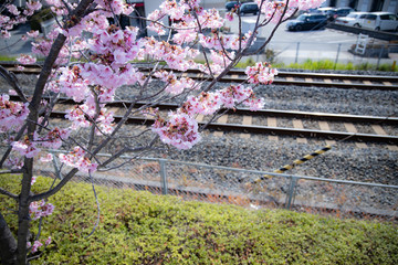 線路沿いの桜
