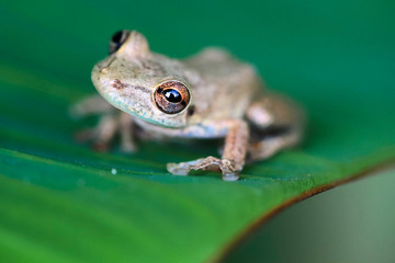 An olive-snouted treefrog (Scinax elaeochrous) sits on a banana leaf at night in Costa Rica.