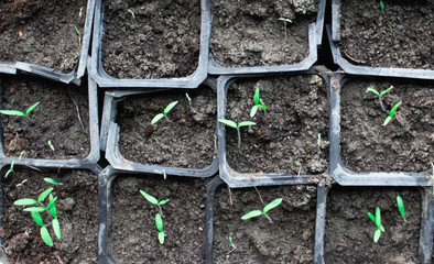 Seedlings in pots at home. Early seedlings grown from seeds in boxes at home on the windowsil. Green seedling growing out of soil.
