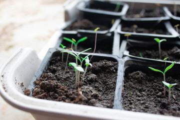 Seedlings in pots at home. Early seedlings grown from seeds in boxes at home on the windowsil. Green seedling growing out of soil.