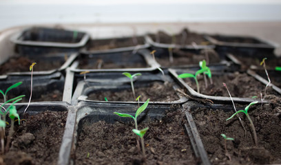 Seedlings in pots at home. Early seedlings grown from seeds in boxes at home on the windowsil. Green seedling growing out of soil.