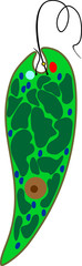 Structure of Euglena viridis