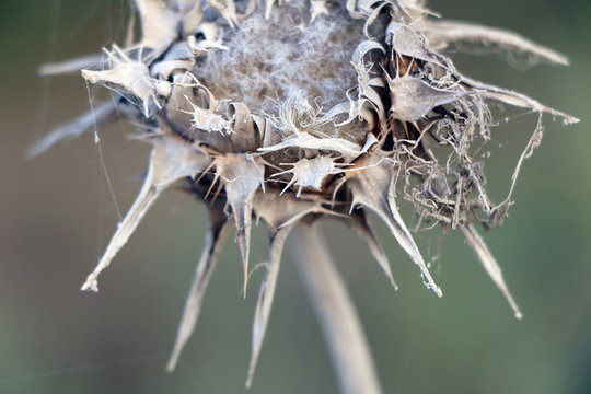 close up of spider web on dry flower