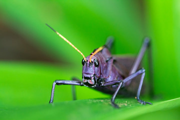 A Lubber Grasshopper (Taeniopoda reticulata) in Costa Rica.