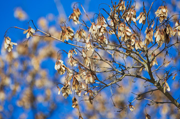Dried light brown maple spouts hanging from a branch against the blue sky in early spring