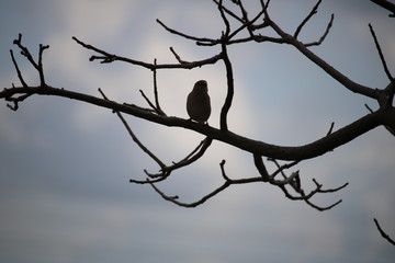 birds on tree
