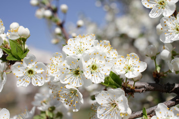 White Blossoms Against Sky At Sunrise. Spring Blooming. Orchards are blooming at springtime. Nature blossoms background texture. Floral pattern. Copy space. Natural wallpaper. 