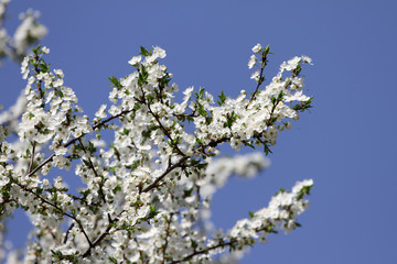 White Blossoms Against Sky At Sunrise. Spring Blooming. Orchards are blooming at springtime. Nature blossoms background texture. Floral pattern. Copy space. Natural wallpaper. 
