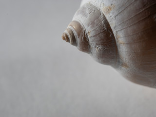 close-up of seashell