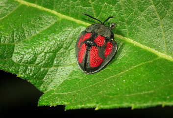 Tortoise Beetle (Stolas punicea) in Toledo, Belize