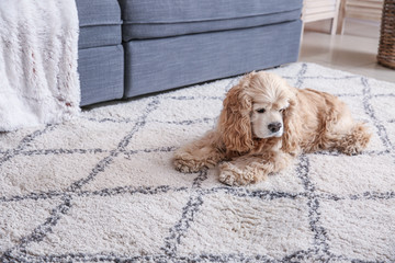 Cute dog near wet spot on carpet