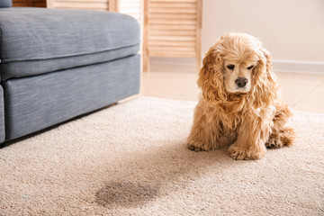 Cute dog near wet spot on carpet