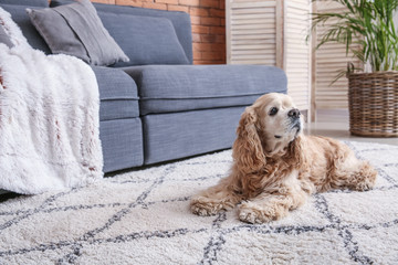 Cute dog near wet spot on carpet