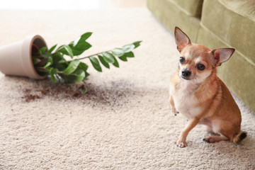 Cute dog and dropped pot with houseplant on carpet