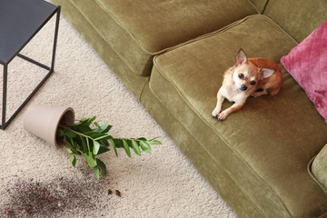 Cute dog and dropped pot with houseplant on carpet