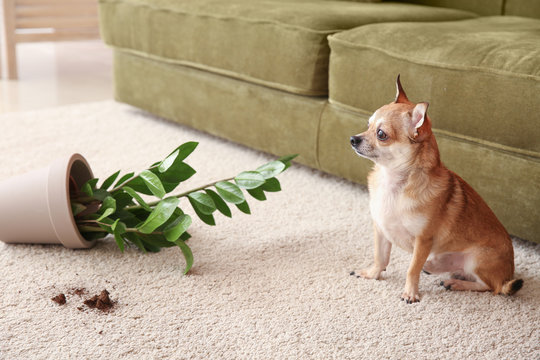 Cute Dog And Dropped Pot With Houseplant On Carpet