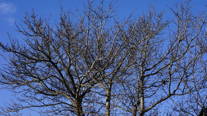 cherry, clouds, spring, tree, sky, blue, branches,