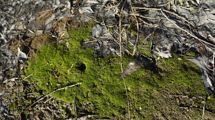 branch, last year's leaf, stem, plants, moss, spring, nature, green, foliage, marsh