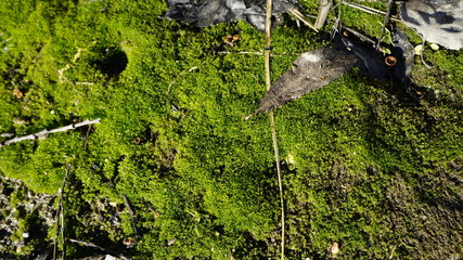 last year's leaf, stem, plants, moss, spring, nature, green, foliage