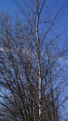 birch, clouds, spring, tree, sky, blue, branches