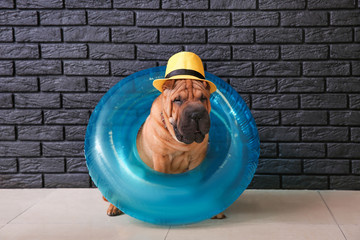 Cute funny dog with hat and inflatable ring near dark brick wall