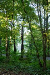 Laubwald, Nordrhein-Westfalen, Deutschland, Europa
