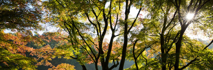 Bäume mit Herbstfärbung, Nordrhein-Westfalen, Deutschland, Europa