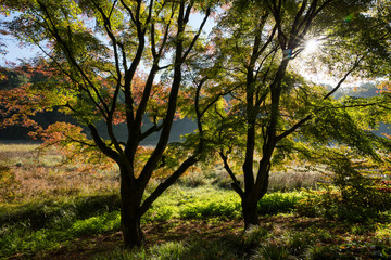 Obraz premium Bäume mit Herbstfärbung, Nordrhein-Westfalen, Deutschland, Europa