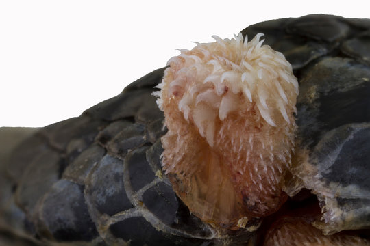 Lupenfoto eines etwa 7 mm großen Hemipenis einer Ringelnatter