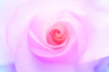 Obraz na płótnie Canvas pink rose on background, pink and purple backgrounds soft color nature rose flowers love.