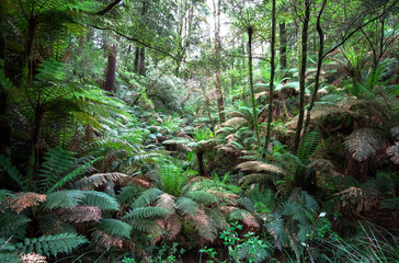 Large ferns, tree ferns, and eucalyptus trees in the Great Otway National Park, Victoria, Australia.