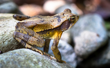 A Campbell's rainforest toad (Bufo campbelli or Incilius campbelli) on a rock in Belize.