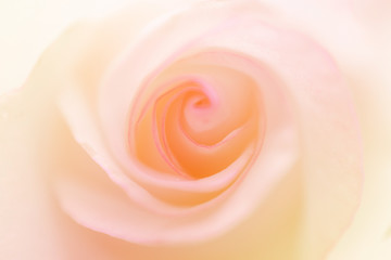 Roses in soft color and blur style for background, Romantic background with delicate rose close up, pink rose on black background.