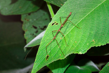 A stick insect (order Phasmatodea) on a leaf at night in Belize.