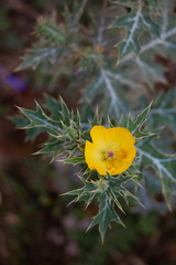 yellow flower