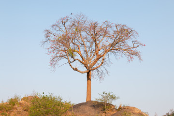Forest tree