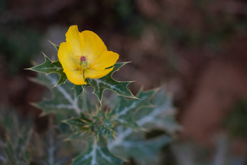 yellow flower