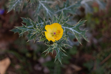 yellow flower
