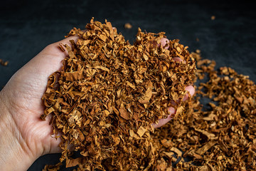 Hand holding tobacco close-up