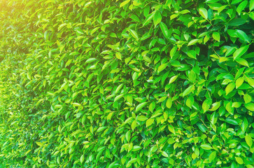 Green leaves background, Plant trees with green leaves arranged in long rows to make a fence around the house.