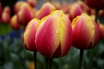 red and yellow tulips closeup