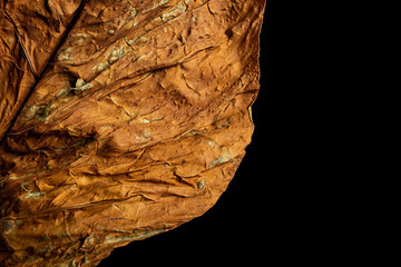 Dry tobacco leaves on black background