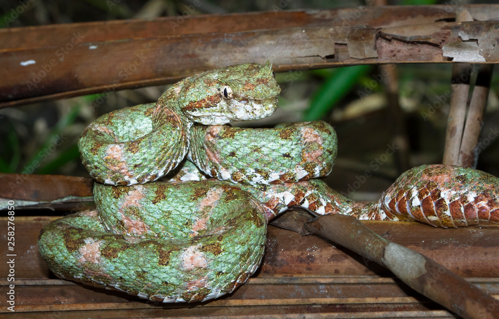 Wall mural an eyelash viper (bothriechis schlegelii) rests on a dead palm frond at night in tortuguero national