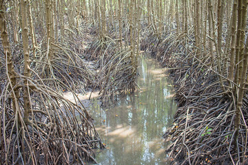 Mangrove roots . roots mangrove forest in rain forest. Forest of Mangroves or Golden Mangrove Field. Roots of mangrove forest when sea water run down.