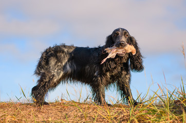 The hunting dog is holding the wounded fowl in its mouth in outdoors. The female spaniel with the...