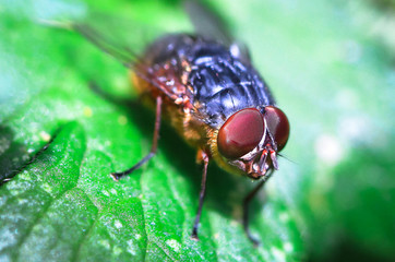 An adult blowfly (Calliphora nigrithorax) on a leaf in Baw Baw National Park, Australia.