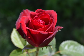 red rose in garden