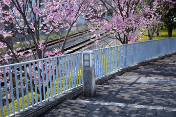 桜の道
