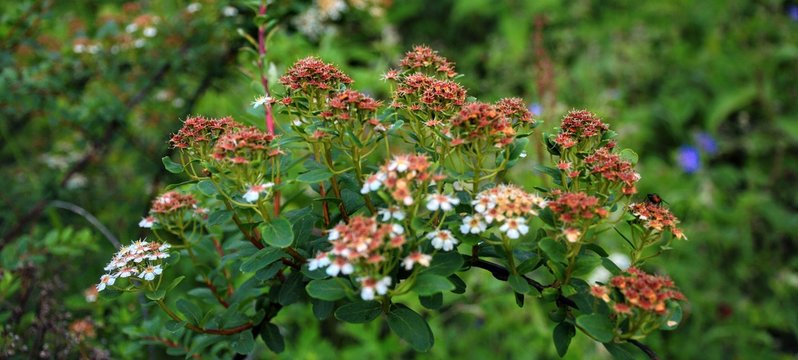 red flowers in the garden