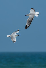 King Gull - Larus hartlaubii, beautifull large gull from southern African ocean coasts, Walvis Bay, Namibia.